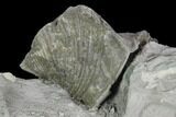 Two Pyrite Replaced Brachiopod (Paraspirifer) Fossils - Ohio #129606-4